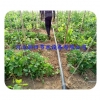 湖南常德蔬菜滴灌设备，品质保证，优质滴灌管