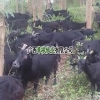 南宁努比亚黑山羊种羊出售 抢手的马山黑山羊市场价格