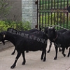 安徽黑山羊|专业的金堂黑山羊供应商推荐