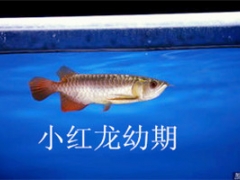 山东观赏鱼批发图1