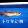 济南高新区高档观赏鱼销售