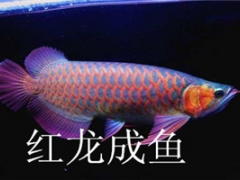 济南热带鱼专卖店图3