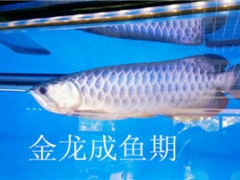 山东鹦鹉鱼批发图1