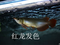 山东鹦鹉鱼批发图2