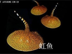 济南观赏鱼代购图1