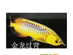 济南观赏鱼代购图2