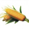 玉米收购供应商 许昌热销的玉米批售