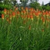 【就像冬天里的一把火】火炬花价格【火炬花批发】火炬花种植基地