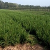 【一二三四五！】龙柏批发价格【龙柏种植基地】山东龙柏供应商