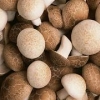 可口的香菇——大同高级的香菇批售