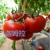 以色列进口西红柿种子_进口耐低温西红柿种子 西红柿种子