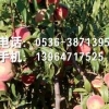映霜红桃苗【10086个赞】山东映霜红桃苗、映霜红桃苗种植