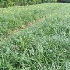 供应园林绿化苗木地被植物矮麦冬 价格优惠 苗农在线
