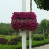 潍坊规模大的灯杆花盆提供商：澳门立体灯杆花盆