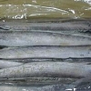 实惠的带鱼供应尽在新发市场东海渔行，出售带鱼