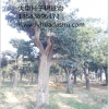 潍坊直径40公分柿子树