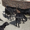 成都知名的黑种公羊黑种母羊养殖及基地供应商推荐|黑山羊养殖联系热线13550228138