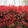 看这里！红叶石楠【此苗要火】红叶石楠供应【畅销】红叶石楠价格