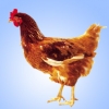 鸡苗，鸡雏，种鸡，商品鸡，海兰褐鸡雏，海兰褐鸡苗