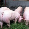 口碑好的大白母猪供应商就在潍坊 大白种猪批发价格