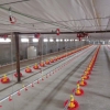 【P】养殖自动水线厂家【蛋鸡专用水线厂家】自动喂料机生产厂家
