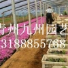 【so酷！！！】【买芝樱，到九州！芝樱苗批发价格—咨询！】