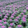 四季草花哪里找_专业的四季草花供应商就在潍坊