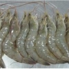 郑州专业的南美白虾批发——哪里可以购买南美白虾