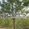 无病虫害的国槐推荐 速生国槐批发
