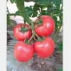 品种好的西红柿种子批发：优质西红柿种子