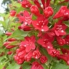 红王子锦带种植基地@红王子锦带供应商【红王子锦带批发价格】