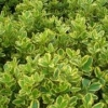 【请问？】青州金边黄杨种植基地||在哪里呀？-来子杨吧！