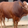 利木赞肉牛养殖基地+利木赞肉牛养殖+利木赞肉牛养殖成本