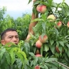 销量至好的南方苹果桃出售 桂林韩国脆桃苗