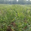 【木瓜苗最新行情】怎么样？【木瓜苗种植基地】告诉您！