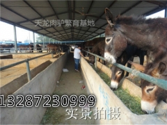 吉林白城肉驴苗一斤多少钱？山东最大德州驴养殖场图1