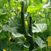 【LOOK】有机蔬菜种植基地【有机黄瓜价格】有机蔬菜礼盒价格