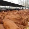 鲁西黄牛提供商：哪里有提供优惠的鲁西黄牛