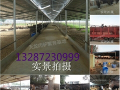 甘肃嘉峪关市关中驴最新价格表,山东规模化养驴场图2