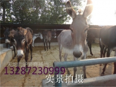 吉林白城种驴市场价格走势，山东济宁养驴场图2