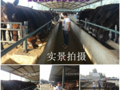 陕西咸阳肉驴苗最低市场价格走势，山东济宁养驴场图3