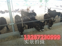 吉林白城种驴一斤多少钱？山东最大德州驴养殖场图3