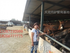 吉林白城德州驴种驴最新价格表,山东规模化养驴场图1