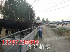 吉林白城德州驴种驴最新价格表,山东规模化养驴场图2