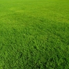 安徽草坪|安徽草坪价格|安徽草坪厂家|安徽草坪种植【好口碑】