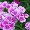 永兴苗圃|永兴苗圃|黑心菊哪家好