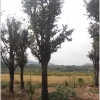 优惠的潍坊直径30公分柿子树|山东优惠的柿子树