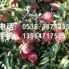 【山东】映霜红桃苗、映霜红桃苗价格【信诚】棒棒哒