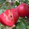 m9t337矮化苹果苗—18661446188—青岛嘉皓良种
