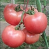 高产早熟西红柿种子_荷兰耐裂果西红柿种子